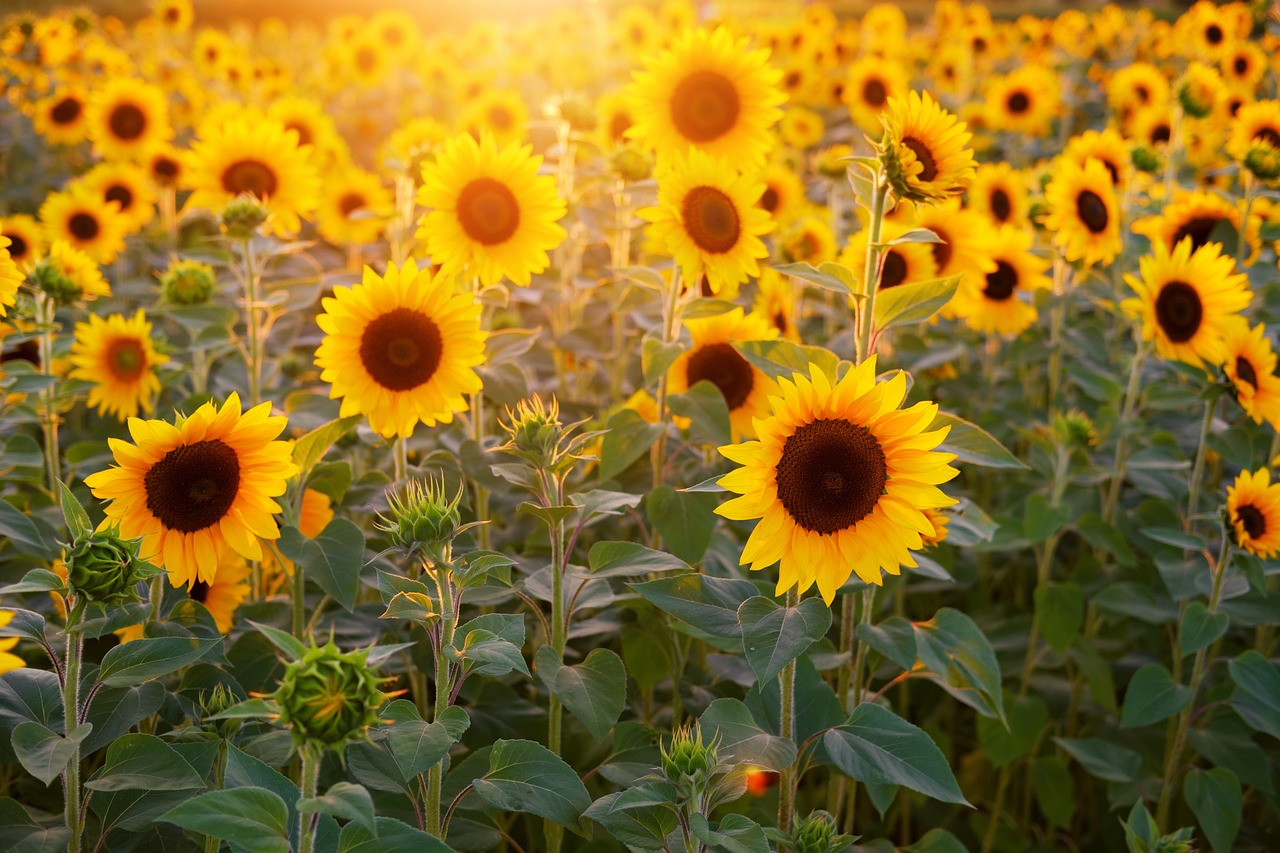 hd wallpaper, sunflower, sunflower field-3550693.jpg